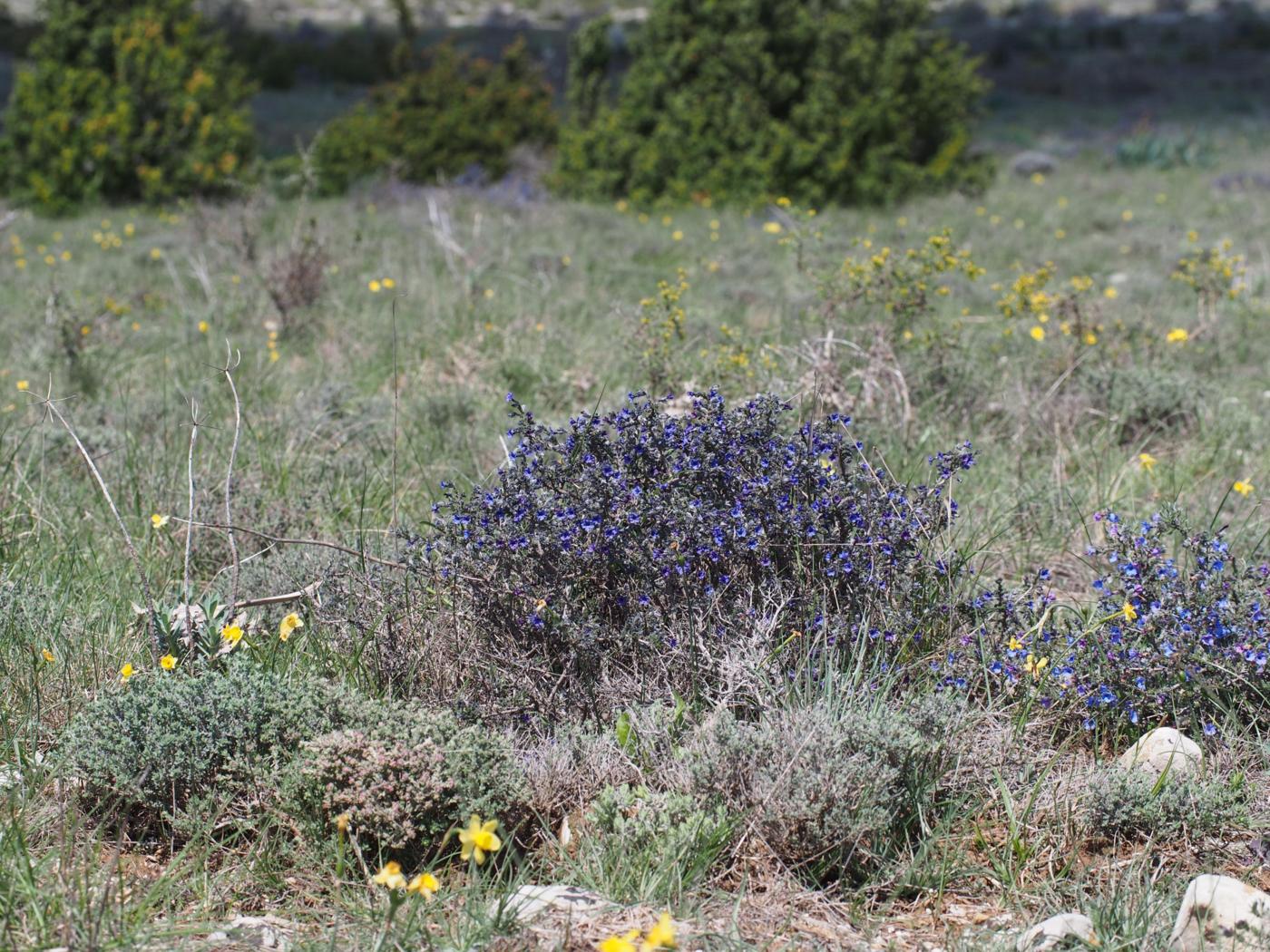 Gromwell, Shrubby plant